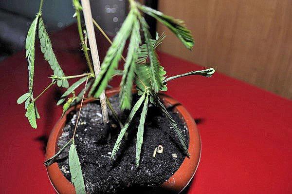 Мимоза стыдливая- фото, выращивание и уход в домашних условиях