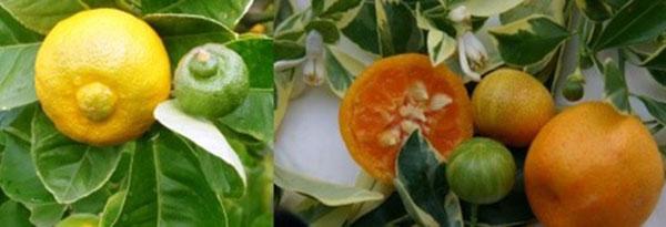 Редкие цитрусовые растения – апельсин, сладкий лимон, видео