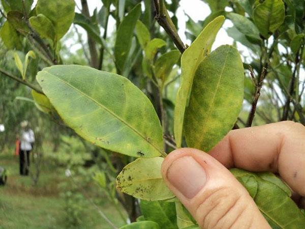 инсектициды системного действия для плодовых деревьев