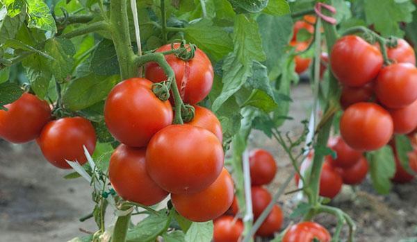 Выращивание помидор по методу Маслова, видео