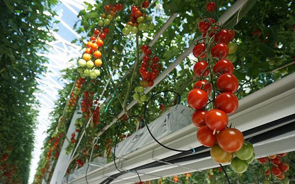 метод Терехиных по выращиванию томатов