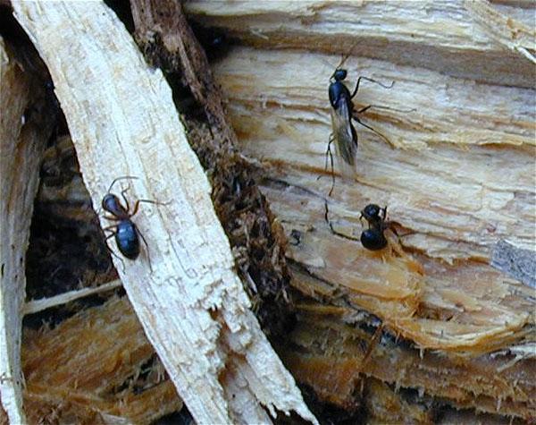 колония муравьев