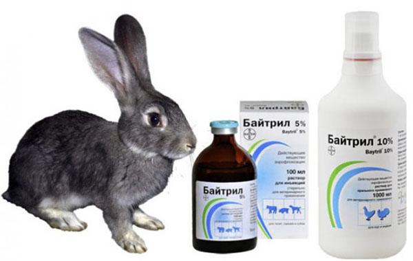 антибиотик для кроликов