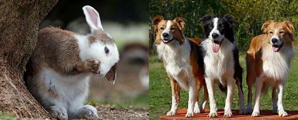 е-селен для кроликов и собак