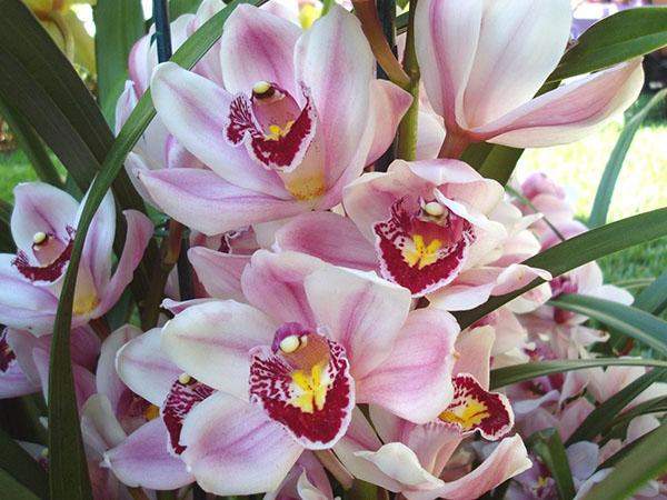 Горшки для орхидей – как выбрать, кашпо, плошки, видео