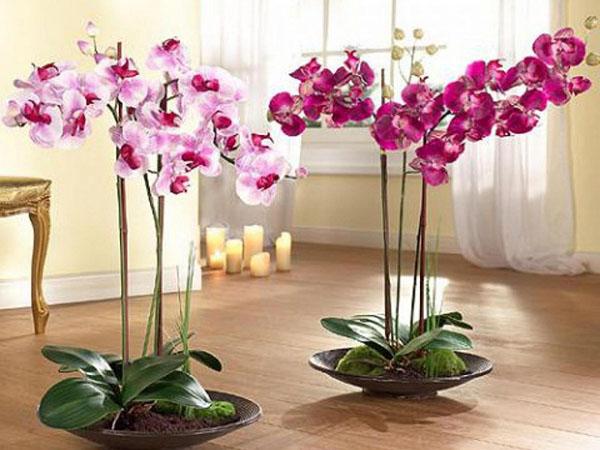 орхидеи в плошках
