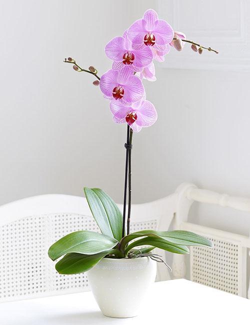 виды орхидей