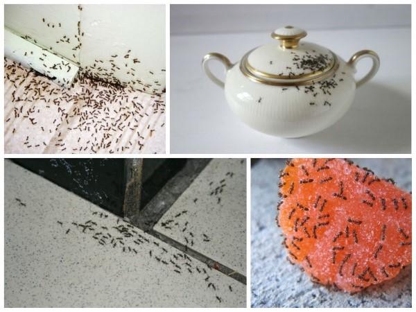 как избавиться от муравьев в доме