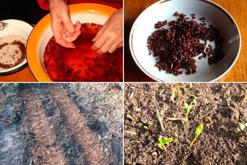 как вырастить барбарис из семян