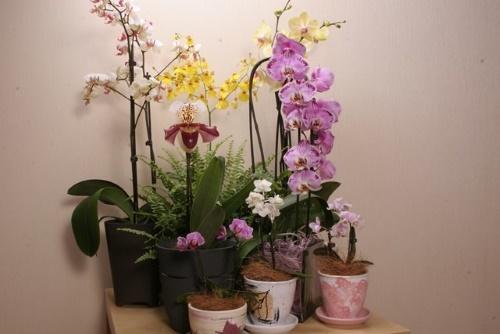 можно ли сажать орхидею в непрозрачный горшок