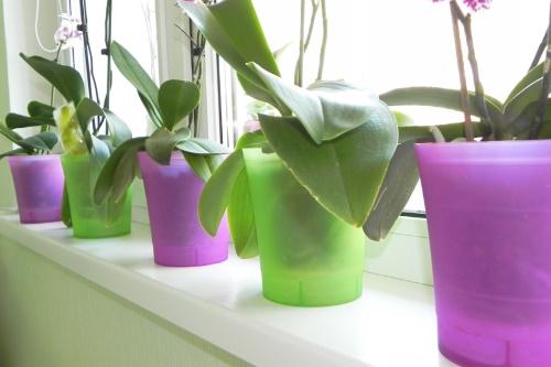 пластиковые горшки для орхидей