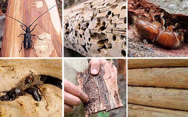 вредители древесины в доме борьба с ними