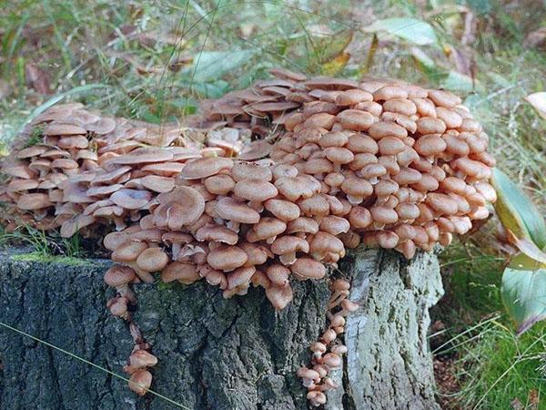 выращивание грибов на пне