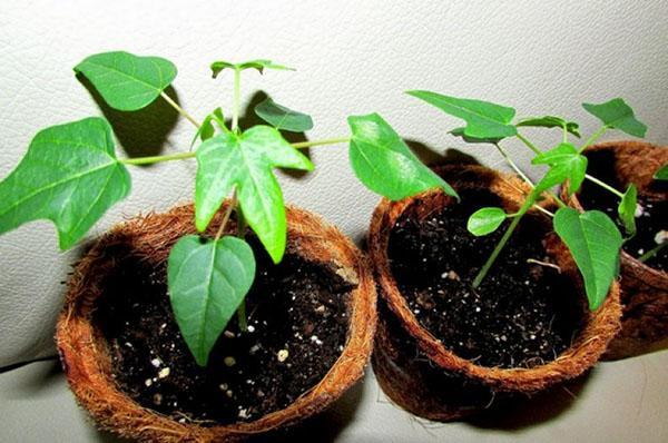 выращивание папайи из семян в домашних условиях: