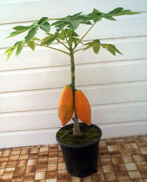 плодородная папайя в доме