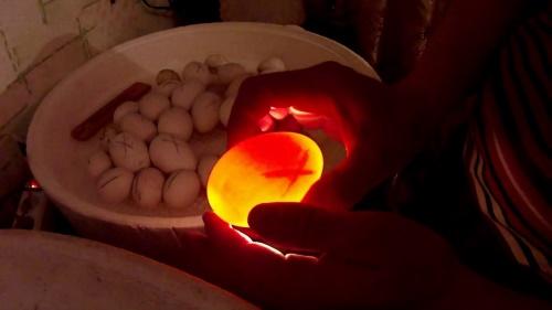 просвечивание яиц