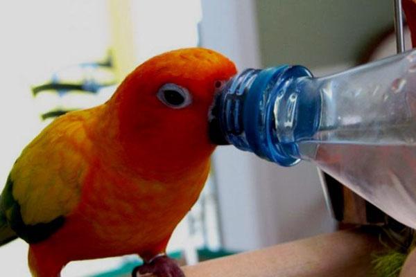 попугай пьет воду