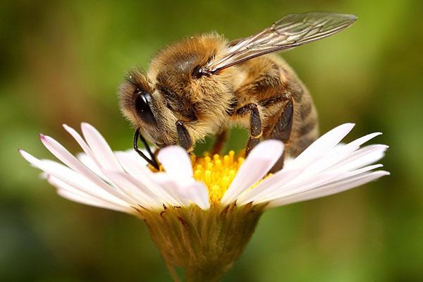Применение пчелиного воска, польза и вред, свойства, видео