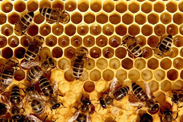 состав пчелиного воска