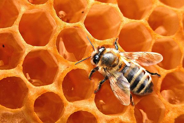 пчелиный воск в медицине