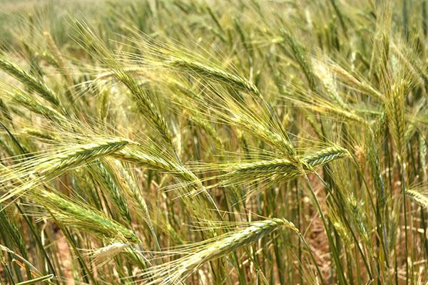 выращивание тритикале (гибрид ржи и пшеницы)