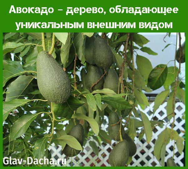 Авокадо дерево – как выглядит, где растет, уход в домашних условиях