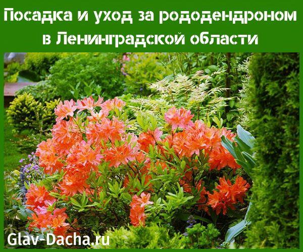 Jak pěstovat rododendrony v Leningradské oblasti?