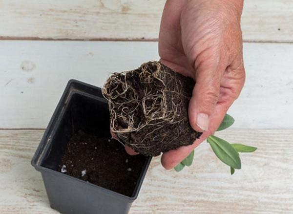 Можно ли эустому выращивать как многолетнее растение?
