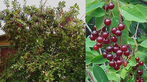 дерево и плоды красной черемухи