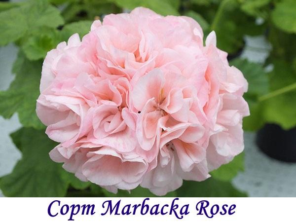 Сорт Marbacka Rose