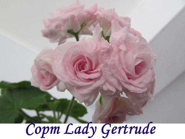 Сорт Lady Gertrude