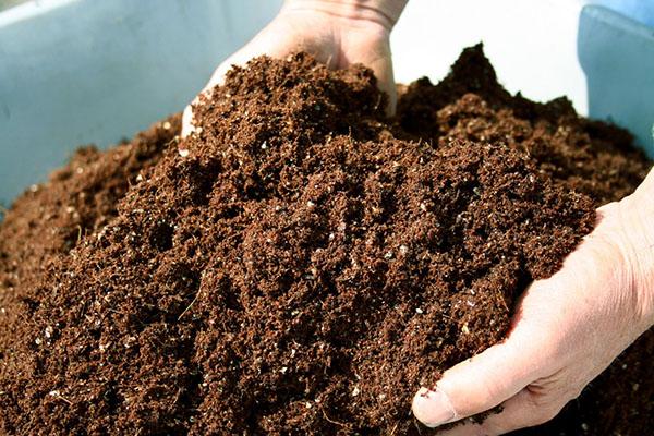 питательная почва для фуксии