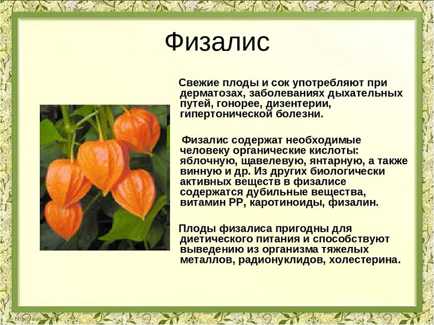 Физалис и его полезные свойства с фото – Glav-Dacha.ru