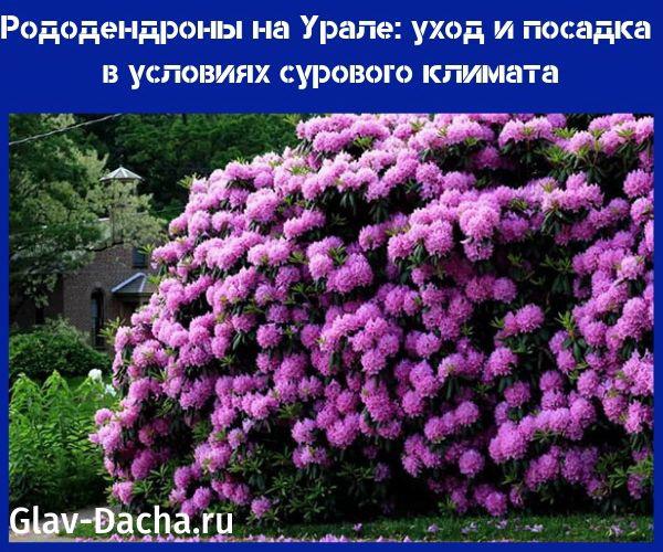 Рододендроны на Урале – уход и посадка, выбор сортов, зимовка