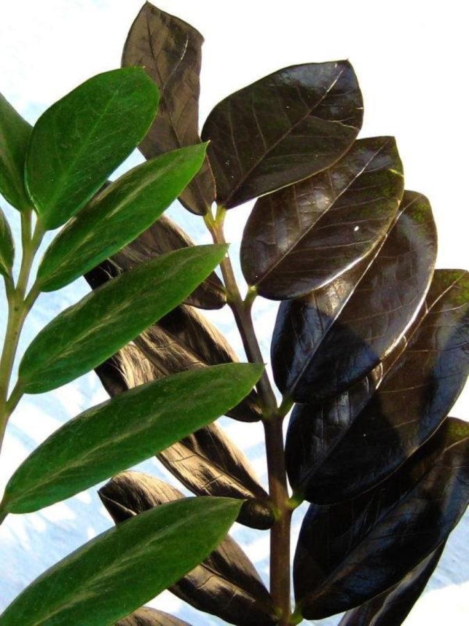Черный замиокулькас 11 фото описание долларового дерева с черными листьями уход за сортом Равен