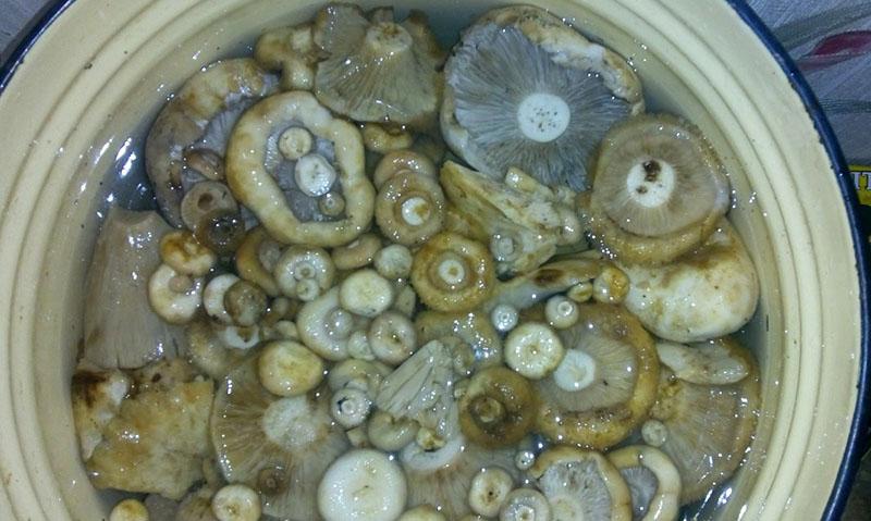 замачивание грибов в подсоленной воде