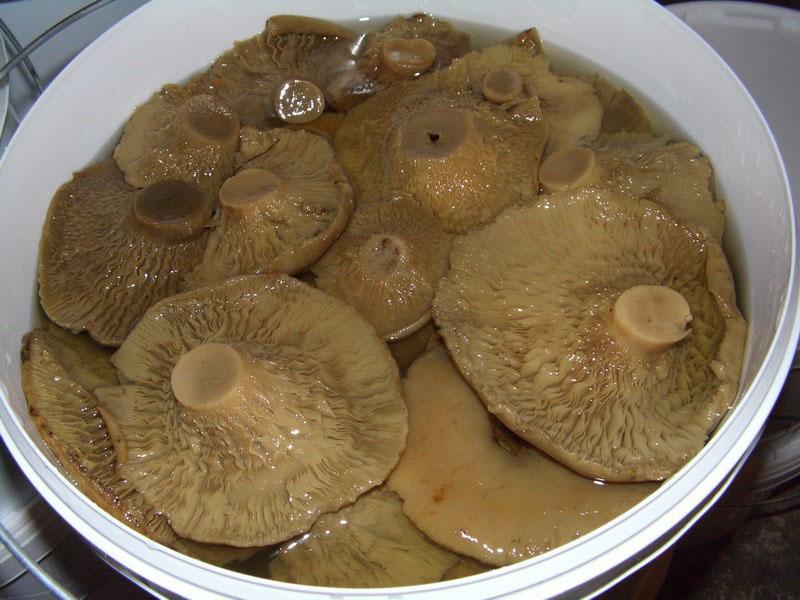 помыть грибы
