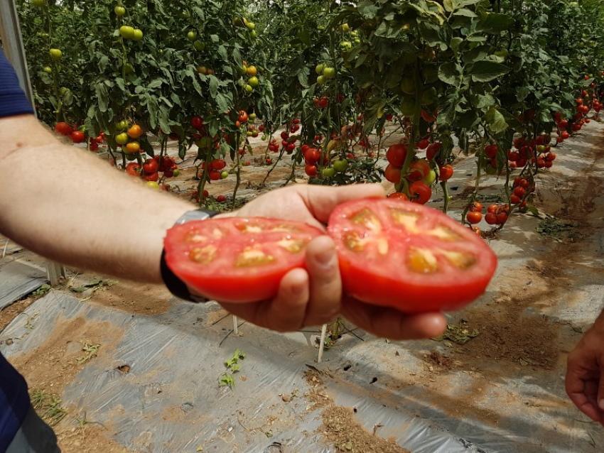 как улучшить вкус томатов