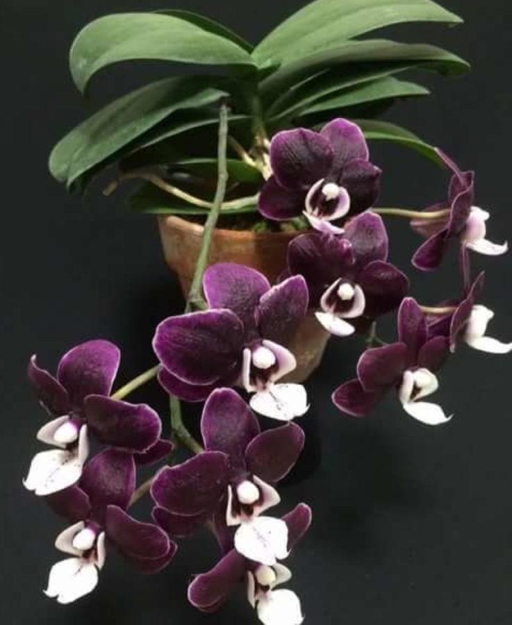 особенности орхидеи каода