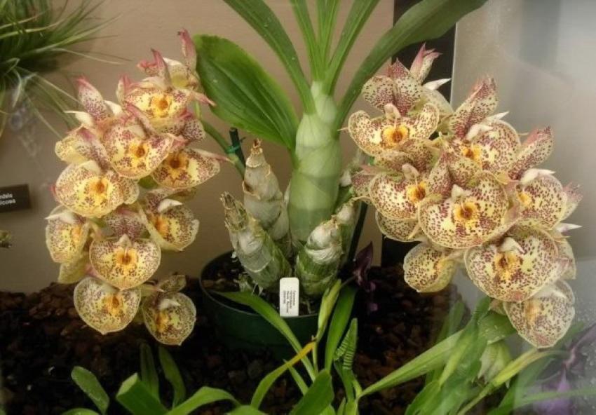 особенности орхидеи катасетум