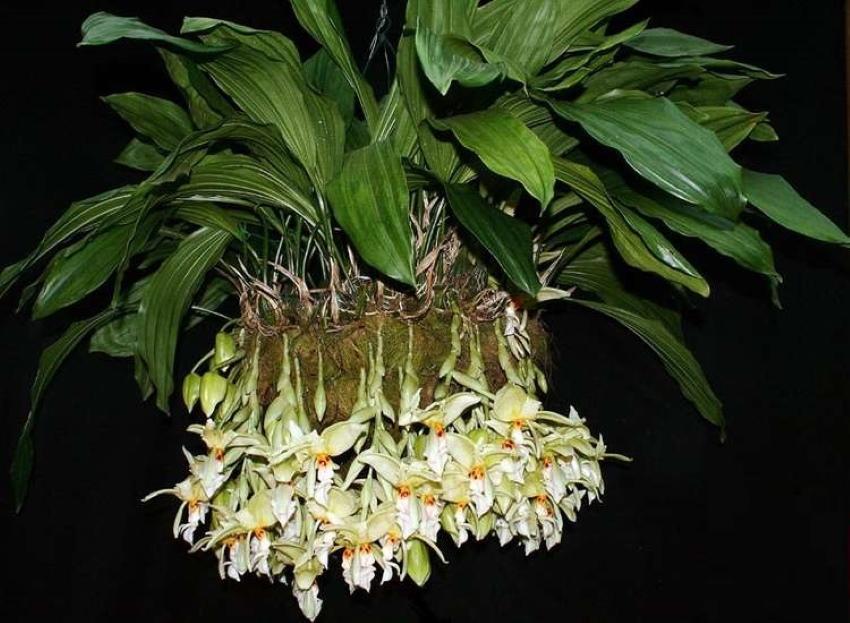 Как ухаживать за орхидеей стангопеей, характерные особенности
