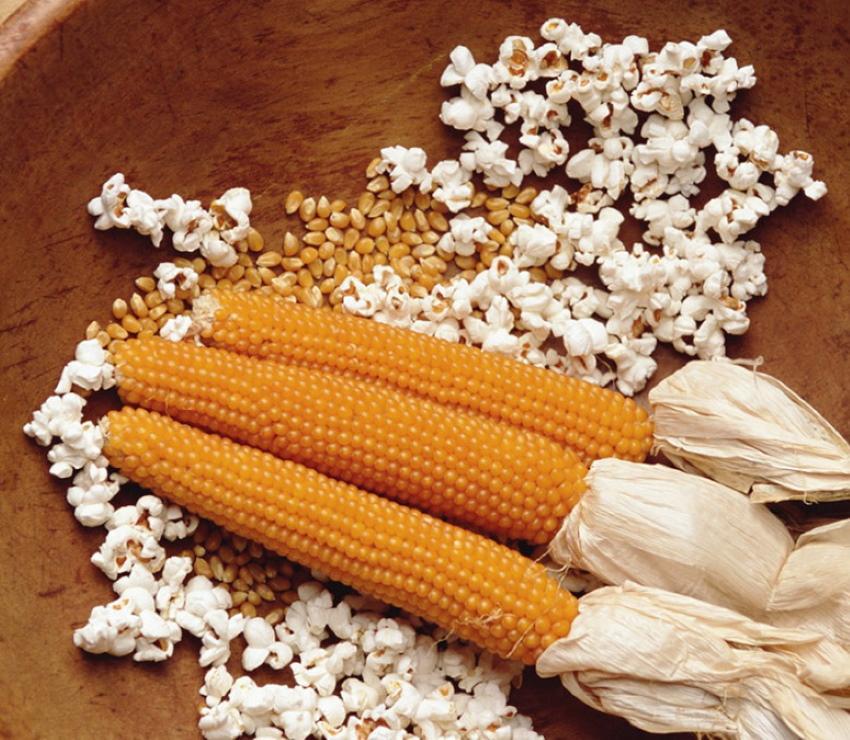 сорта кукурузы для попкорна