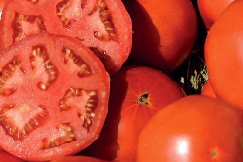 плоды томата в разрезе