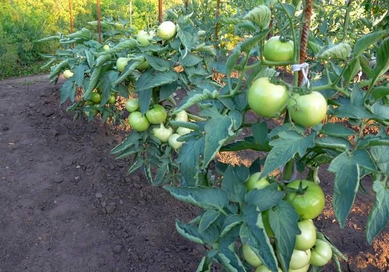 выращивание томата бобкат в открытом грунте