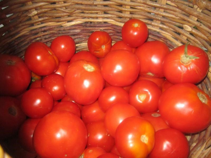 перебрать помидоры
