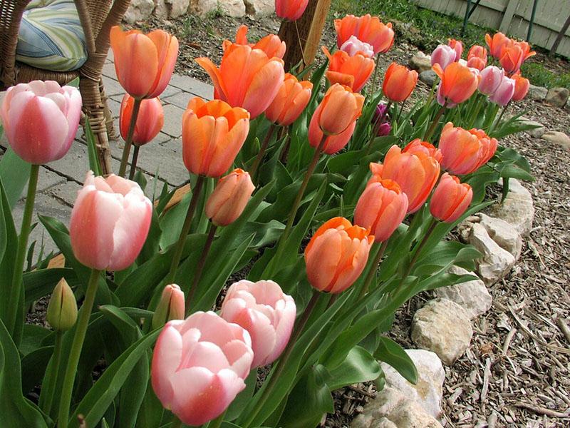 чудесное цветение тюльпанов