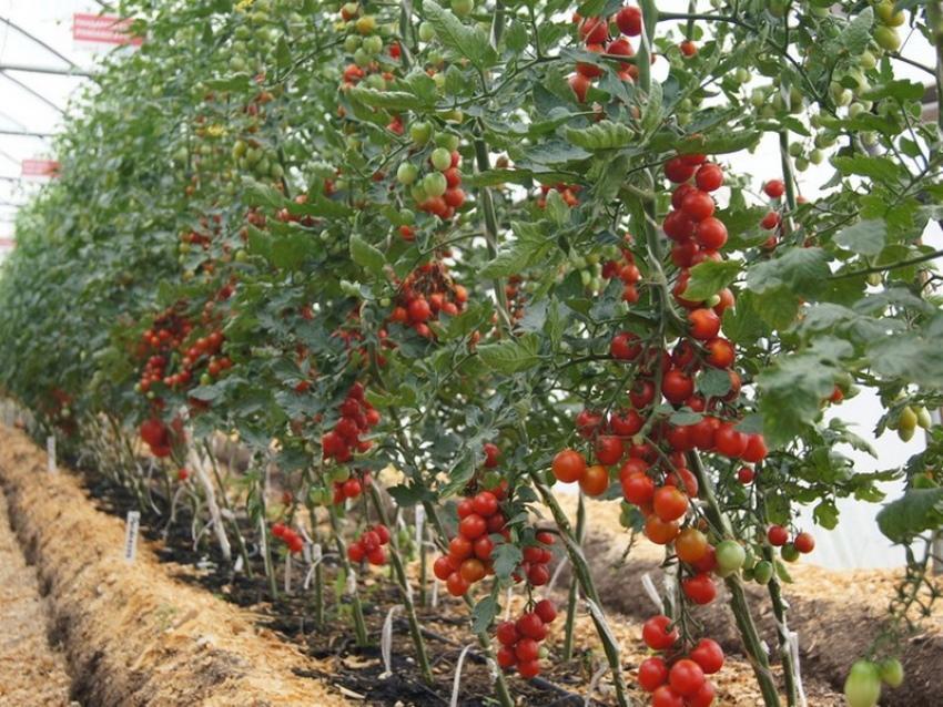 как остановить рост индетерминантных томатов