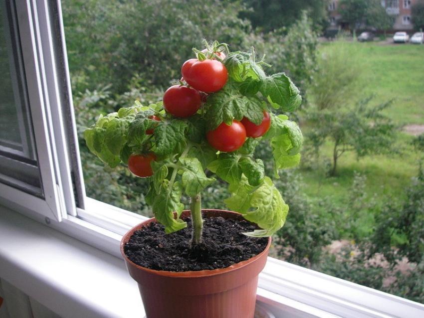 как вырастить помидоры в квартире зимой