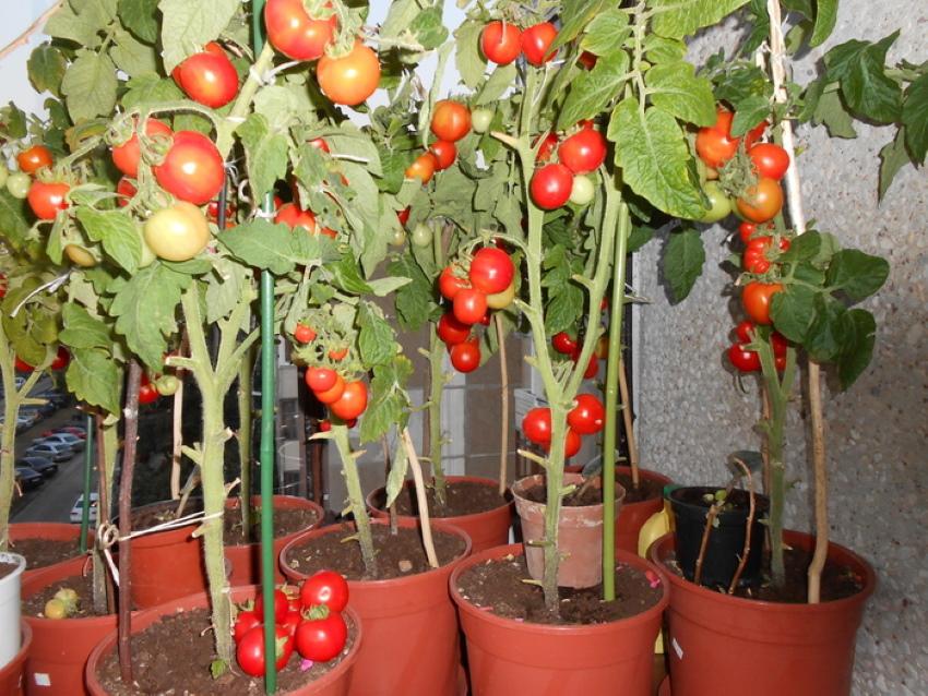 урожай комнатных томатов