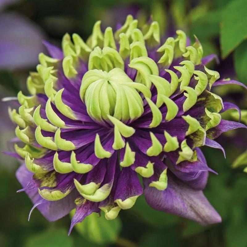 необычное цветение клематиса Тайга